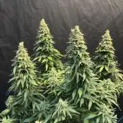 2026 Eternity Grow Cup