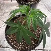 Legendary OG punch