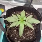 Straw-Lectric Lemonade