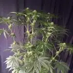 Black cherry gushers