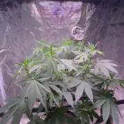 Phovivis OptiGrowx240 TropicanacookiesFF