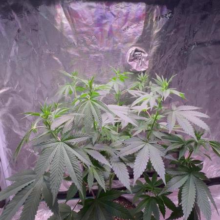Phovivis OptiGrowx240 TropicanacookiesFF