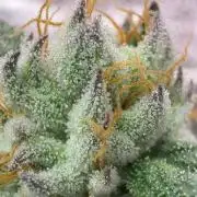 Bad azz og cheese