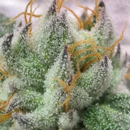 Bad azz og cheese