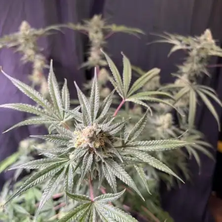 Gorilla runtz