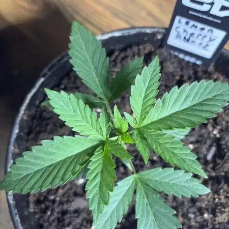 Lemon Cherry Runtz