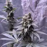 Do-si-dos Rqs