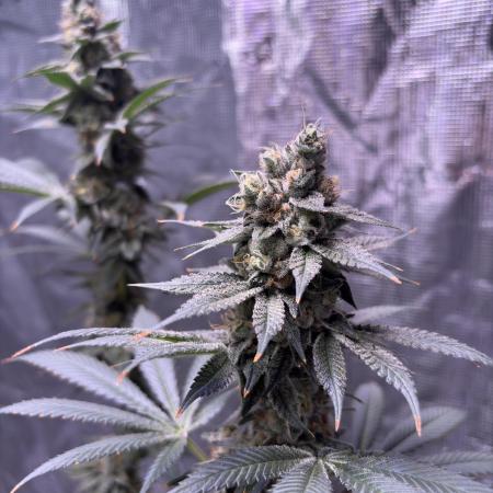 Do-si-dos Rqs