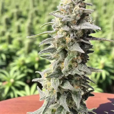 El dorado og