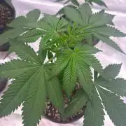 Dynamite diesel