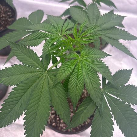 Dynamite diesel