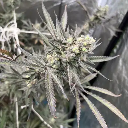 Lemon Cherry Gelato