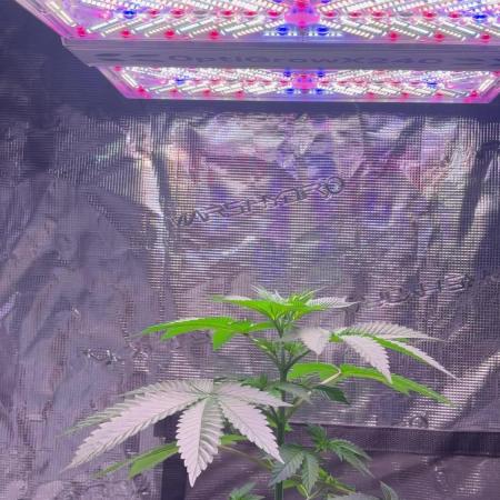 Phovivis OptiGrowx240 TropicanacookiesFF