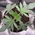 El dorado og