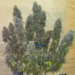 Variegated sour Picasso + Sour D Gpp F2