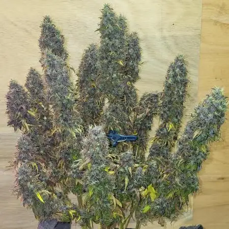 Variegated sour Picasso + Sour D Gpp F2