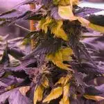 Variegated sour Picasso + Sour D Gpp F2