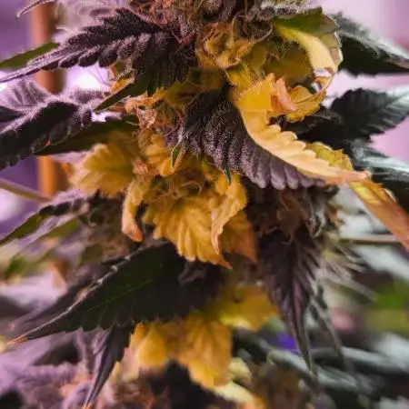 Variegated sour Picasso + Sour D Gpp F2