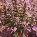 Variegated sour Picasso + Sour D Gpp F2