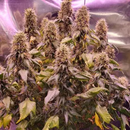Variegated sour Picasso + Sour D Gpp F2