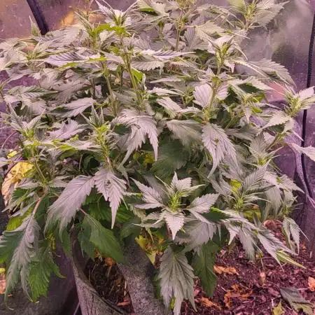 Variegated sour Picasso + Sour D Gpp F2