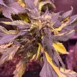 Variegated sour Picasso + Sour D Gpp F2