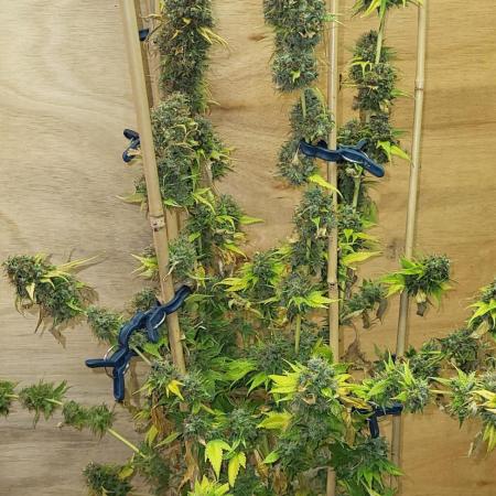 Variegated sour Picasso + Sour D Gpp F2