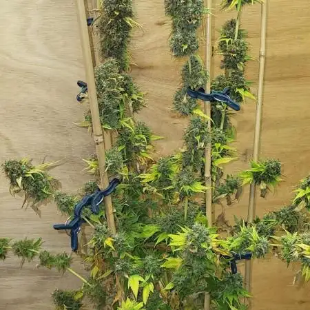 Variegated sour Picasso + Sour D Gpp F2