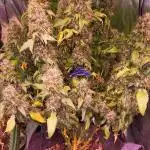 Variegated sour Picasso + Sour D Gpp F2