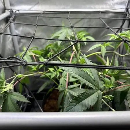DS-11, first time growing from clone