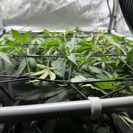 DS-11, first time growing from clone