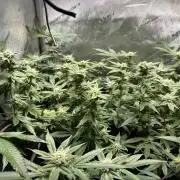 Yet another DS-11 grow