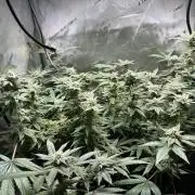 Yet another DS-11 grow