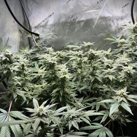 Yet another DS-11 grow