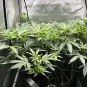 Yet another DS-11 grow