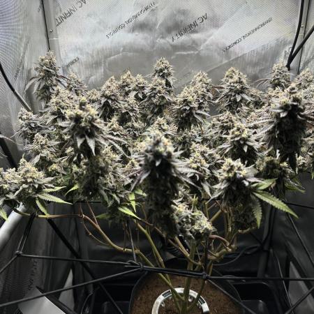 DS-11, first time growing from clone