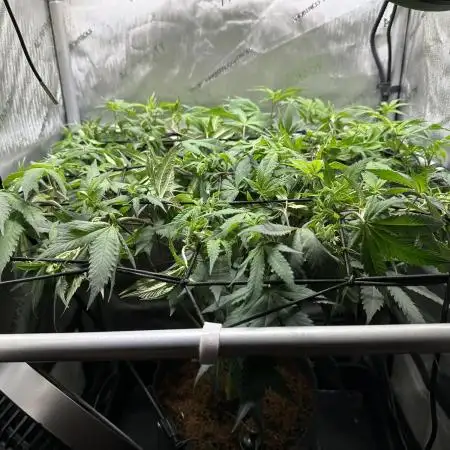 DS-11, first time growing from clone