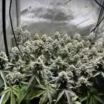 DS-11, first time growing from clone