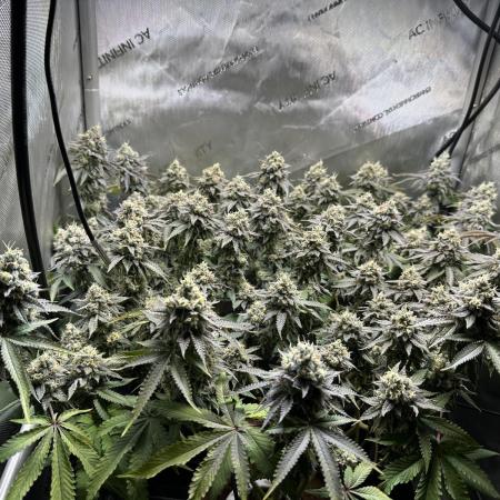 DS-11, first time growing from clone