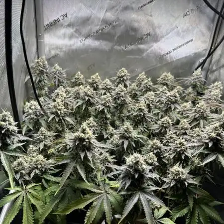 DS-11, first time growing from clone