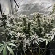 Yet another DS-11 grow