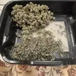 DS-11, first time growing from clone