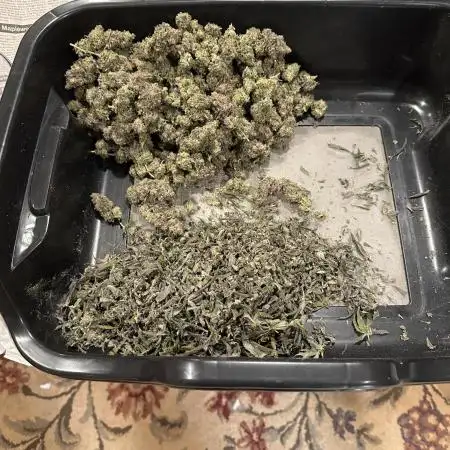 DS-11, first time growing from clone