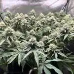 DS-11, first time growing from clone