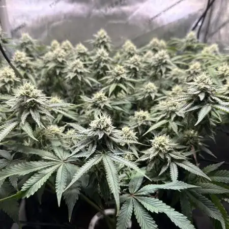 DS-11, first time growing from clone