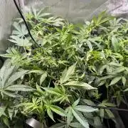 Yet another DS-11 grow