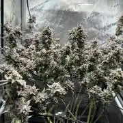 Yet another DS-11 grow