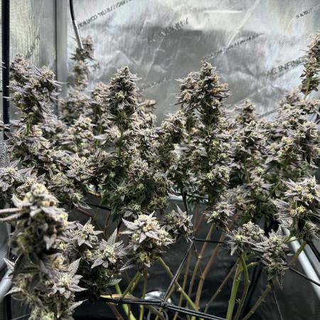 Yet another DS-11 grow