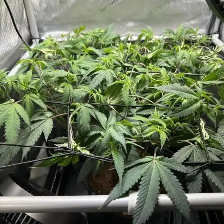 DS-11, first time growing from clone