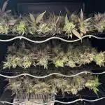 DS-11, first time growing from clone